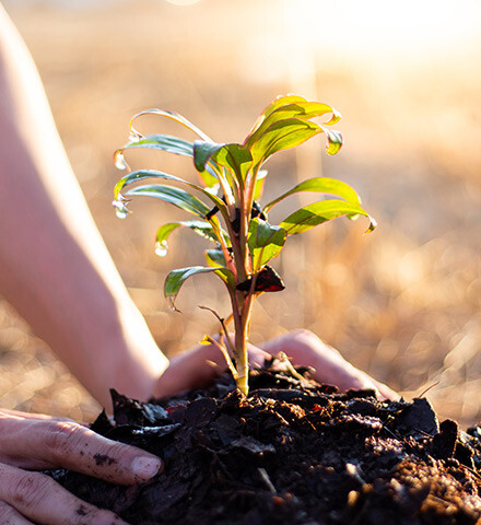 Celebrating National Tree Week 2020